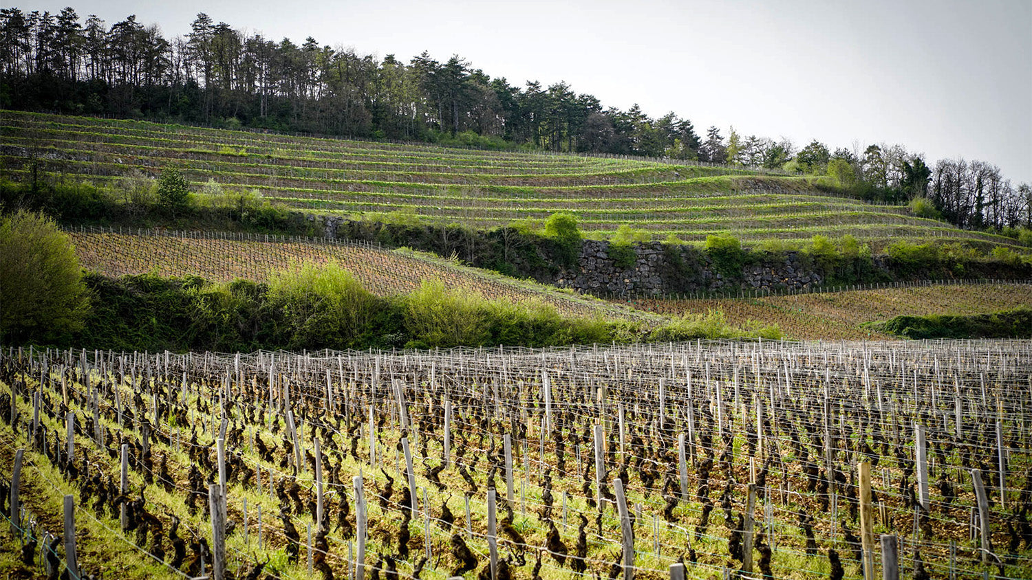 Domaine Robert Chevillon: A Hallowed Nuits-St.-Georges Estate