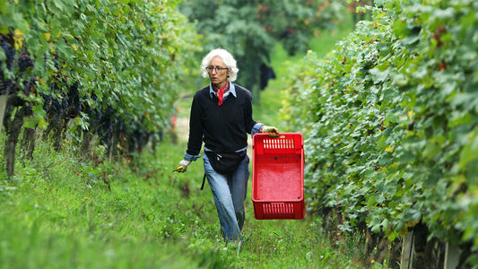 Bartolo Mascarello: A Benchmark of Traditional Barolo