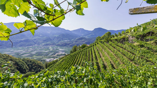 Thursday Tasting: An Exploration with Masters of Wine