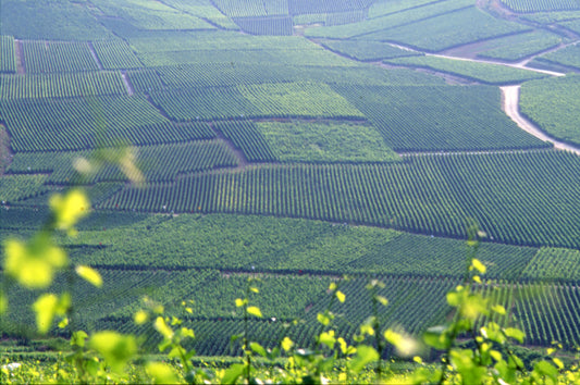 A Call to Champagne Glory: Prévost, Brochet and Bouchard