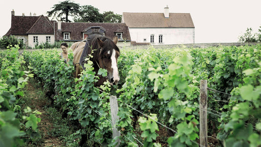 Domaine & Cyprien Arlaud: Morey-Saint-Denis and Further Gems