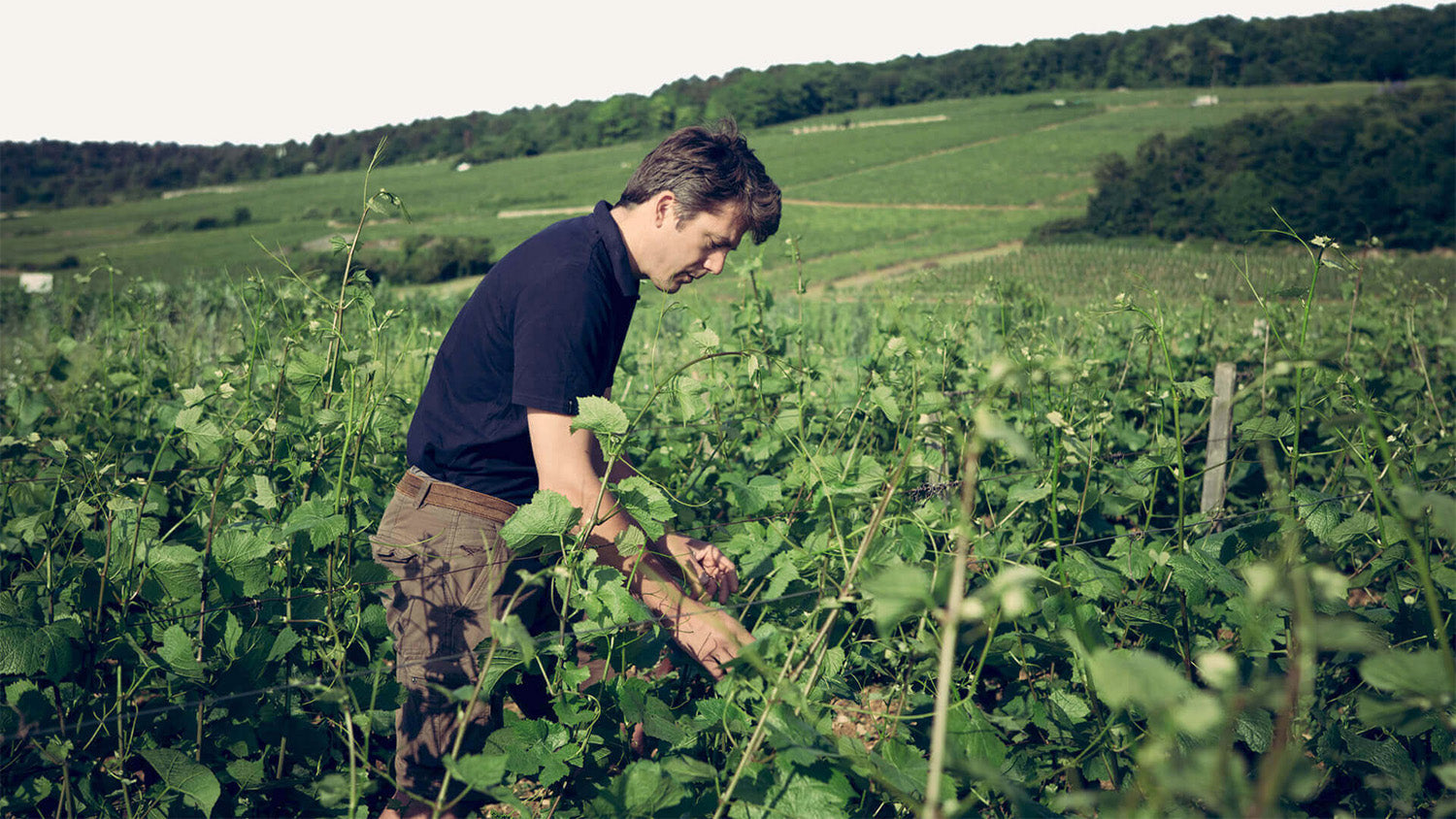 On Top Form: Domaine Arlaud