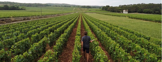 Domaine Henri Boillot: Passion and Precision