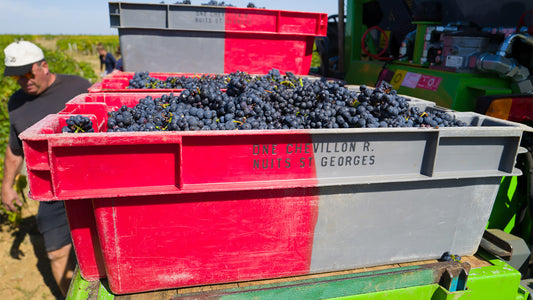 Nuits St. Georges through the Lens of its Top Producers