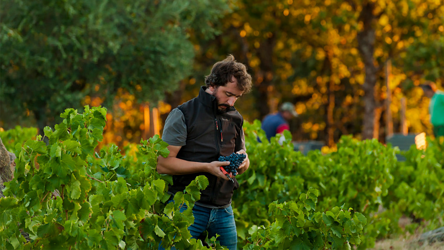 Comando G: Garnacha-Brilliance & Grace