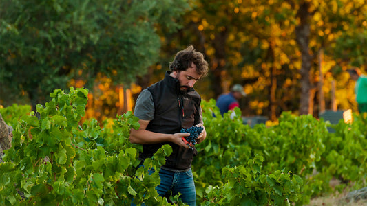 Comando G: Garnacha-Brilliance & Grace