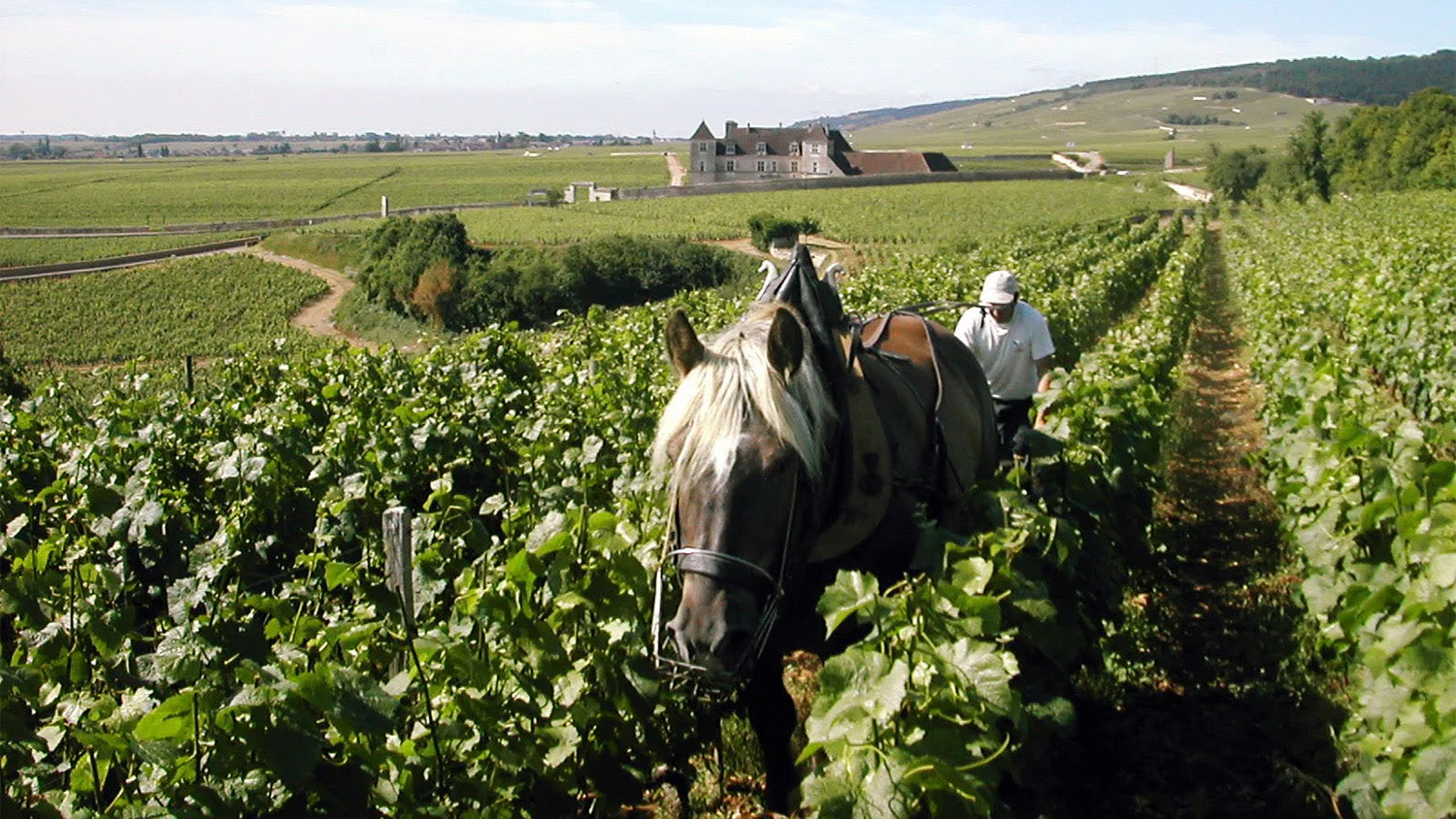 de Vogüé: A Burgundy Landmark