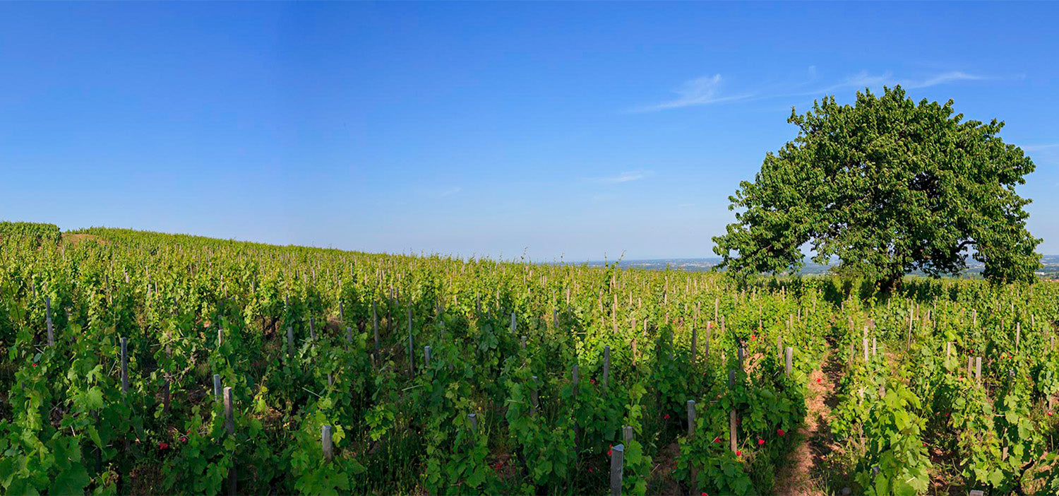 Thrilling White Burgundy from Desjourneys