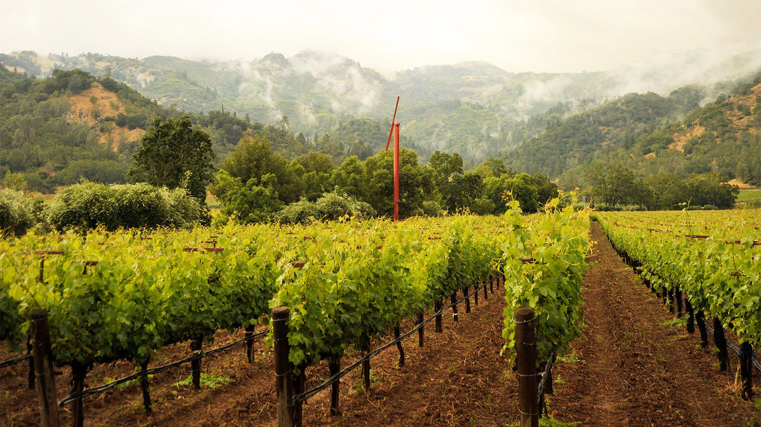 One of Napa’s Greatest Vineyards: Eisele