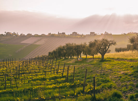 Emidio Pepe: Artisan of Abruzzo