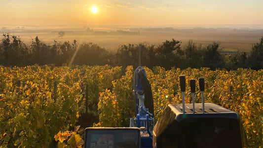 Vincent Girardin – White Burgundy at its Purest