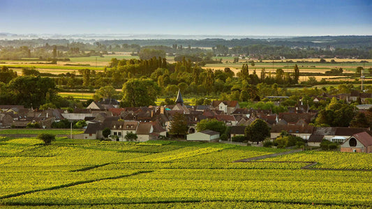 Opulence and Hedonism: Bâtard-Montrachet