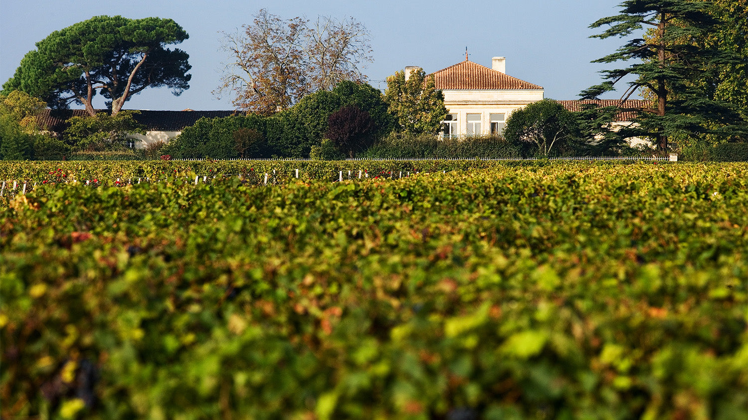 Château Lynch-Bages: A Class of its Own