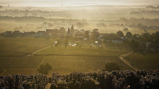 Méo-Camuzet: A Vosne Legacy in Full Fruition