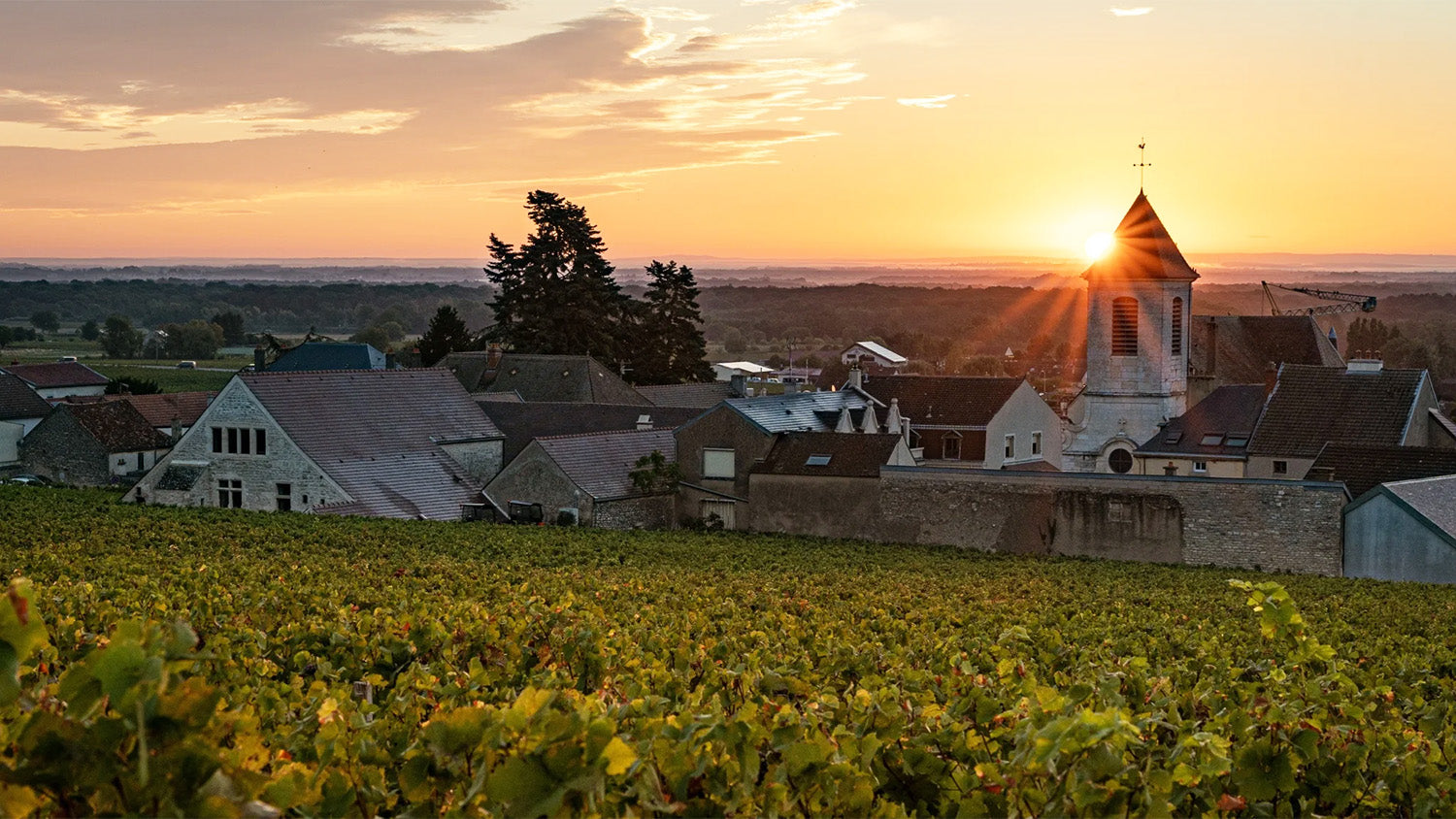 Morey St. Denis: the Leading Producers