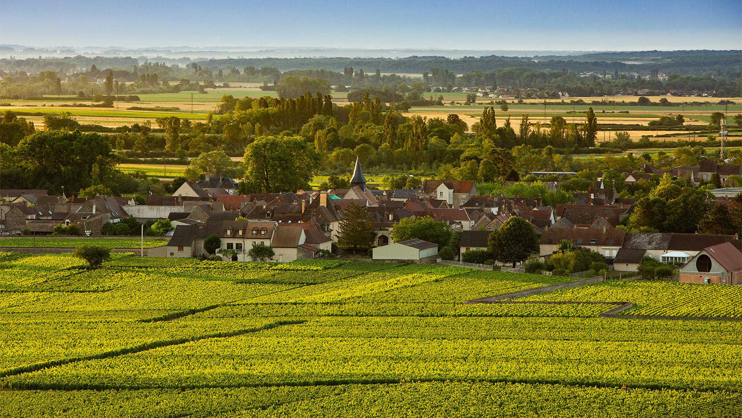 Puligny-Montrachet: A Delicate Expression