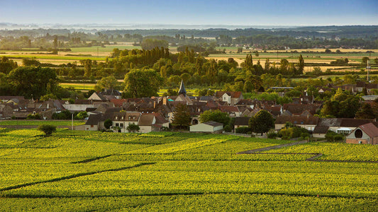 Puligny-Montrachet: A Delicate Expression