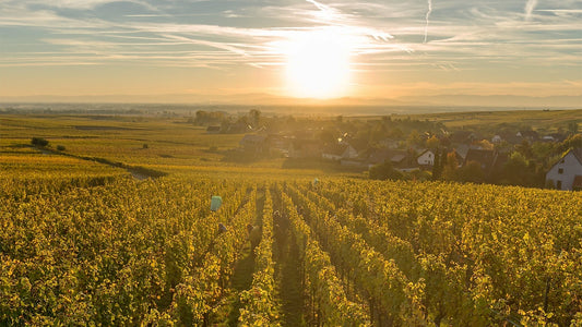 Clos Sainte Hune: Trimbach's Enchanting Gem