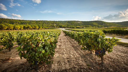 Vega Sicilia’s Único: Spain’s Most Celebrated Cuvée